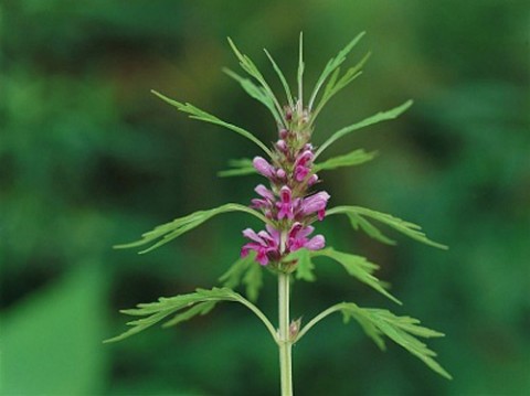 Ích mẫu - Thuốc quý cho phụ nữ - Thuốc và sức khỏe - Sức khỏe phụ nữ - Y học cổ truyền