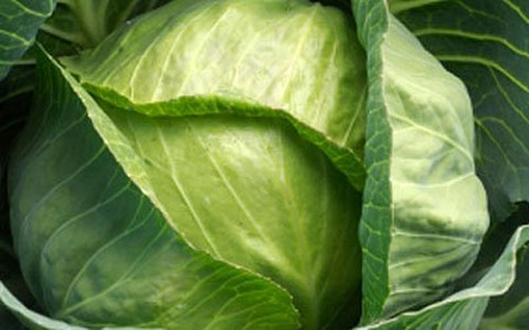 Bắp cải xanh giúp giảm đau khớp - Chăm sóc sức khỏe - Bệnh viêm khớp | Bệnh thấp khớp