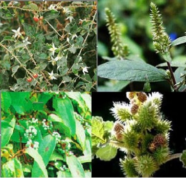 Chữa đau khớp bằng cây nhà lá vườn Chữa đau khớp bằng cây nhà lá vườn - Thuốc và sức khỏe - Bệnh viêm khớp | Bệnh thấp khớp