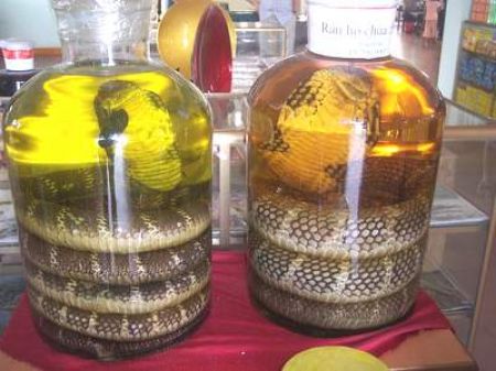 Ngâm rượu rắn đúng cách - Thuốc và sức khỏe - Y học cổ truyền