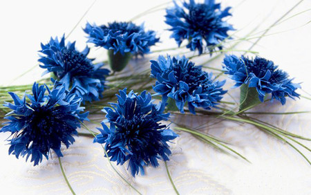 Hoa giấy xanh thật độc đáo và lãng mạn