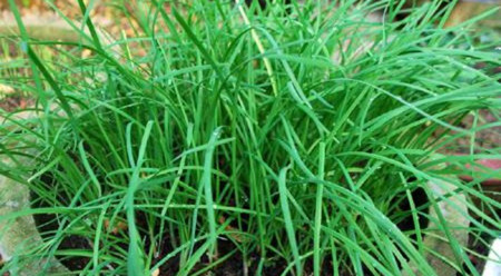 Công dụng của cây hẹ trong điều trị bệnh Công dụng của cây hẹ trong điều trị bệnh