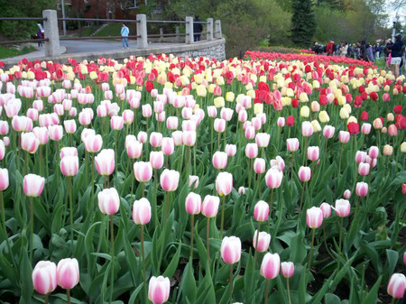 Hoa tuylip rực rỡ sắc màu của mùa xuân.