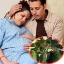 Nước lá tía tô giúp mẹ bầu sinh thường dễ dàng