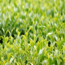 Tự chế mỹ phẩm làm đẹp an toàn mà tiết kiệm Tự chế mỹ phẩm làm đẹp an toàn mà tiết kiệm