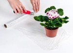 Cách bày chậu cảnh dưới dạng hộp quà chào đón năm mới