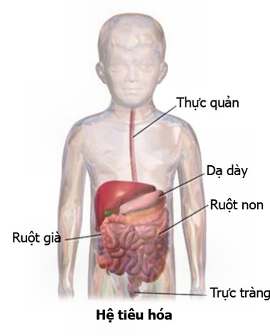 Nguyên nhân bé chậm lớn dù ăn được nhiều 1 Nguyên nhân bé chậm lớn dù ăn được nhiều 1