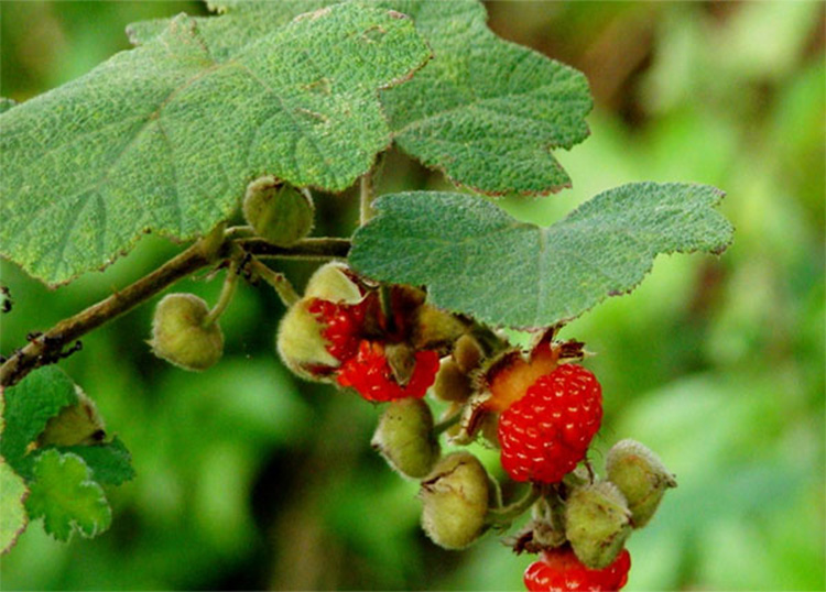 Lá cây mâm xôi đỏ 1 Lá cây mâm xôi đỏ 1