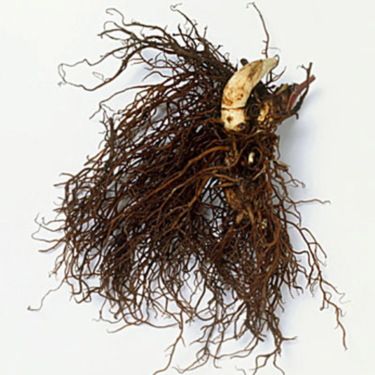 Dược thảo Black Cohosh (Rễ rắn đen) 1 Dược thảo Black Cohosh (Rễ rắn đen) 1