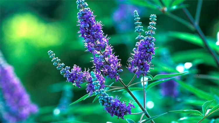 Cây trinh nữ châu Âu (tên khoa học: Vitex agnus castus) 1 Cây trinh nữ châu Âu (tên khoa học: Vitex agnus castus) 1