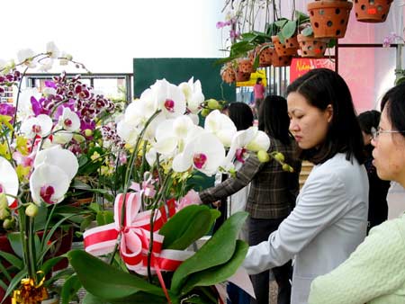 Gợi ý cho bạn cách chơi cây và hoa trong ngày Tết 2 Gợi ý cho bạn cách chơi cây và hoa trong ngày Tết 2