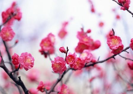 Hoa đào 1 Hoa đào 1