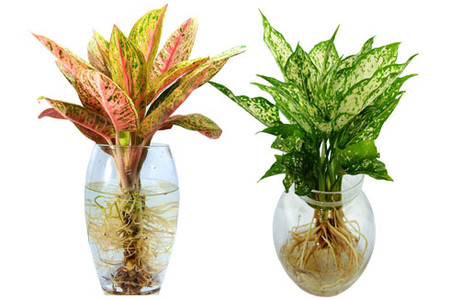 1. Chậu cây xanh: 1 1. Chậu cây xanh: 1