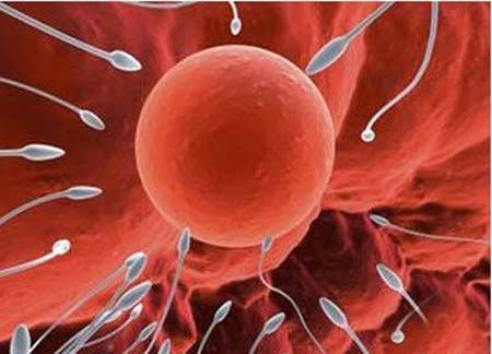 Tĩnh mạch dây dịch hoàn suy giãn 1 Tĩnh mạch dây dịch hoàn suy giãn 1