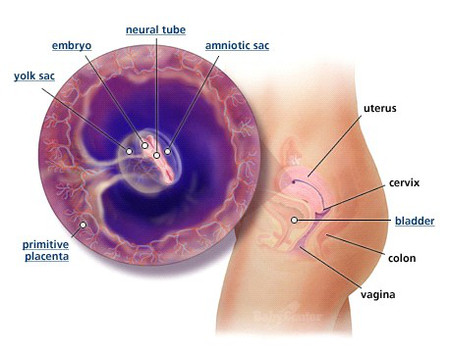 Sự phát triển của em bé 1 Sự phát triển của em bé 1