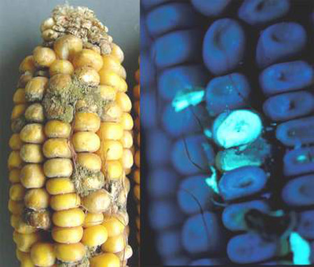 Aflatoxin chuyển hóa trong cơ thể như thế nào? 2 Aflatoxin chuyển hóa trong cơ thể như thế nào? 2