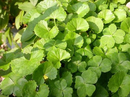 Rau má chứa nhiều vitamin và khoáng chất... 1 Rau má chứa nhiều vitamin và khoáng chất... 1