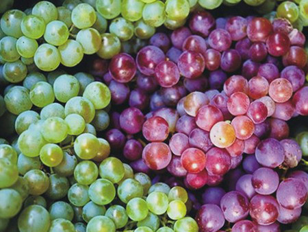 Chăm sóc da với mặt nạ từ trái nho 1 Chăm sóc da với mặt nạ từ trái nho 1