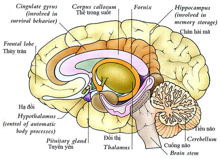Những điều bạn chưa biết về bộ não con người 1