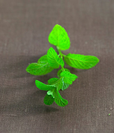 Cây bạc hà 1 Thân và lá cây bạc hà được dùng làm rau thơm và làm thuốc ở nhiều địa phương.