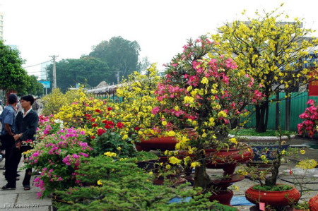 Kinh tế khó khăn, thị trường hoa kiểng Tết đứng trước những lo ngại 1 Kinh tế khó khăn, thị trường hoa kiểng Tết đứng trước những lo ngại 1