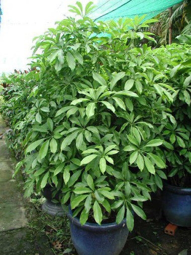 Ba loài cây nên trồng 1 Ba loài cây nên trồng 1