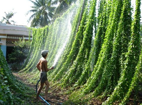 Lá sương sâm tăng giá đột biến 1 Thu hoạch sương sâm