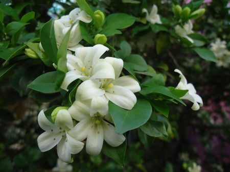 5. Lá nguyệt quế 1