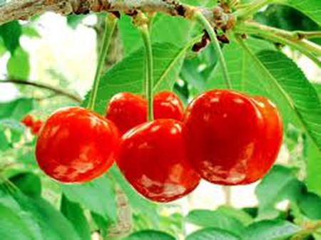 9. Đề phòng máu thiếu oxy bằng cách ăn quả cherry 1