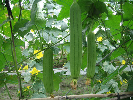 Cách 2: 1 Cách 2: 1