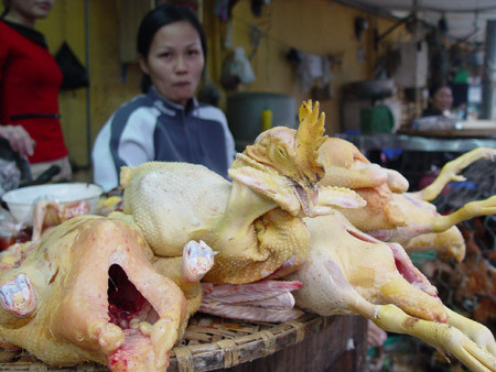 Thịt gà chứa kháng sinh độc hại 1