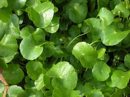 Gotu Kola (cây rau má) 1 Gotu Kola làm mát da, tăng cường hệ miễn dịch và chữa lành vết thương