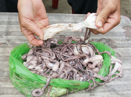 Ruồi không thèm đậu 1 Bạch tuộc nghi làm giả để gần đống rác cũng không có con ruồi nào đến đậu.