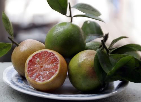 Chanh đào 1 Chanh đào 1