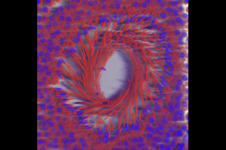 10. Ống sinh tinh 1 10. Ống sinh tinh 1