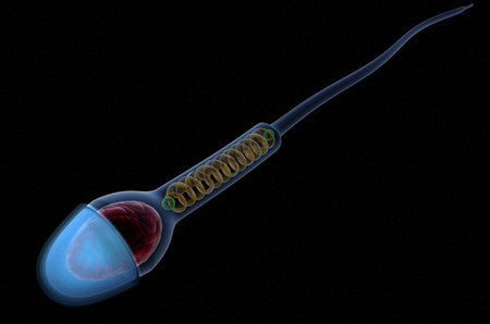 11. Một tinh trùng 1 11. Một tinh trùng 1