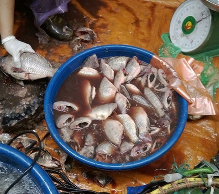 Bún cá chế biến từ cá ươn, mỡ đọng 1 Những con cá nhỏ xíu đã bốc mùi được làm sạch và đựng trong những chiếc chậu nước đặc sánh, đen ngòm.