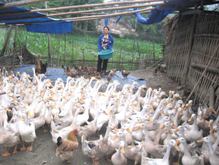 Thương lái Trung Quốc lại thu mua vịt đẻ 1 Toàn bộ số vịt đưa vào giết mổ, tiêu thụ là vịt đẻ, tất cả đều được đóng gói sang Trung Quốc.