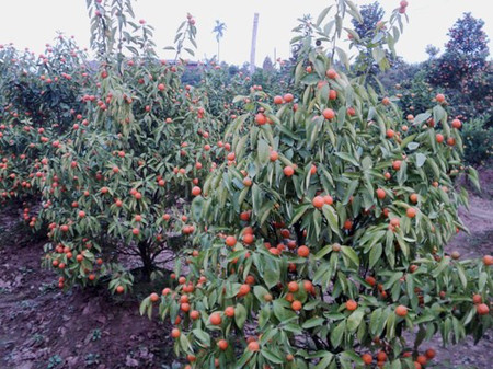 Phải công phu hơn 1 Phải công phu hơn 1