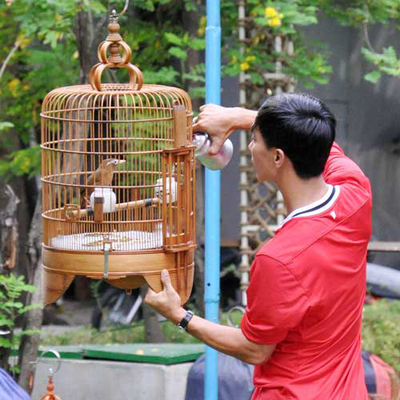 Chồng mải chơi không đoái hoài gì đến vợ con 1 Nếu có về thì anh cũng chỉ chăm chú vào mấy con chim của anh mà anh không hề quan tâm gì tới tôi và con gái.