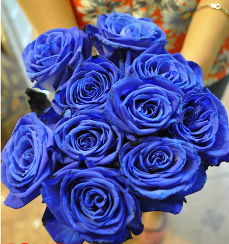 Hoa hồng xanh-món quà bắt mắt cho ngày Valentine 1 Mỗi bông hoa hồng tươi màu xanh được nhập khẩu từ Hà Lan có giá khoảng 150.000 đồng.