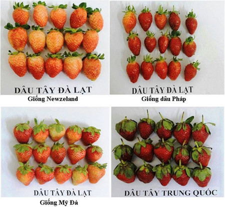 Về thời gian bảo quản: 1 Dâu tây Đà Lạt và dâu tây Trung Quốc nhìn bên ngoài (Ảnh: Chi cục bảo vệ thực vật tỉnh Lâm Đồng)
