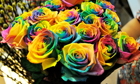 Hoa hồng xanh-món quà bắt mắt cho ngày Valentine 2 Hoa hồng bảy màu có giá khoảng 250.000 đồng một bông.