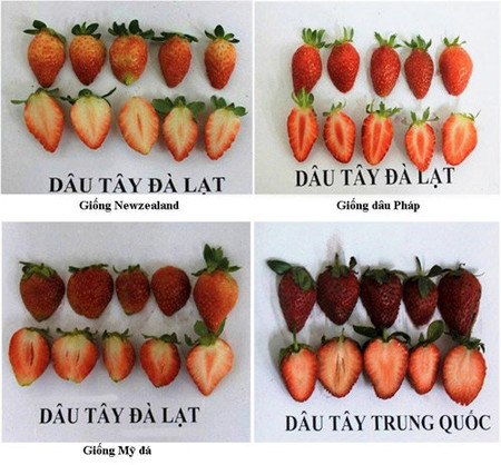 Về thời gian bảo quản: 2 phan-biet-dau-tay-da-lat-trung-quoc-2 Dâu tây Đà Lạt và dâu tây Trung Quốc cắt lát (Ảnh: Chi cục bảo vệ thực vật tỉnh Lâm Đồng)