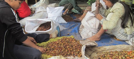 Người dân kéo nhau vào rừng “săn” hạt mây về bán cho thương lái Trung Quốc với giá cao 1 Hạt mây rừng được thu mua để bán chothuwowng lái Trung Quốc.