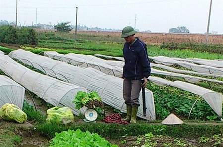 Rau sạch không còn an toàn 1 HTX rau an toàn dùng thuốc cực độc