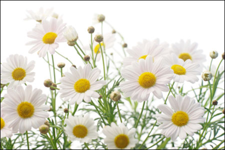 Chamomile (cúc La Mã) 1 Chamomile là loại thảo dược chăm sóc làn da dễ bị kích ứng.