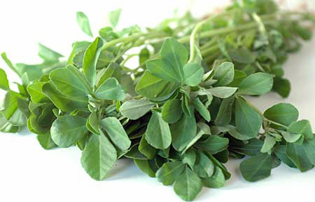Cỏ cà ri (methi) 1 Cỏ cà ri (methi) 1