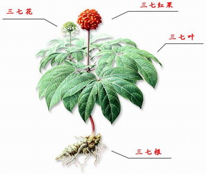 Tên gọi khác của tam thất 1 Tên gọi khác của tam thất 1