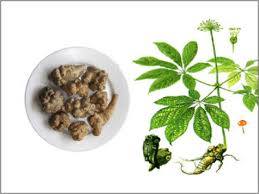 Củ tam thất 1 Củ tam thất 1